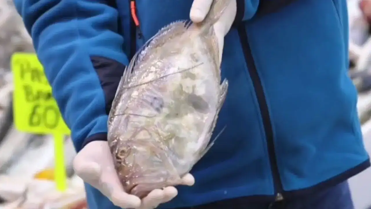 Antalya'da Şubatta Hangi Balıklar Yenir? 6